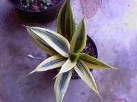 paket sansevieria