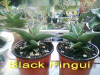 BLACK PINGUI ( 2 POT )