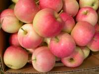 fresh gala apples
