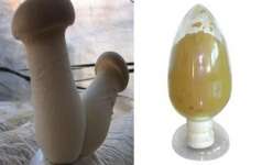 High purity pleurotus extract - No dextrin or any other materials added