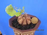 Dioscorea elephantipes seedling