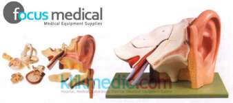 ANATOMYCAL EAR ( DIAGNOSTIC TRAINER)