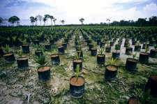 PALM OIL ( seed,  plantation)
