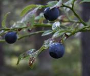 Bilberry Extract