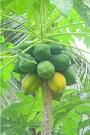 Papaya Extract / Papain