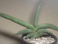 Sansevieria Rorida (lavranos 23319) - (SOLD)