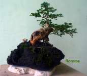 bonsai sisir on the rock
