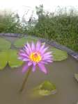 Pink Tropical Water Lily