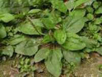 Plantago asiatica extract