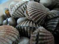 JUAL : kerang dara/ red clams ( live)
