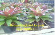 bromelyad red brown