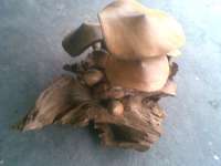 jamur kayu unik