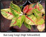 Bun Lung Tong ( High Yellow)