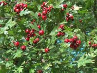 Hawthorn Berry Extract