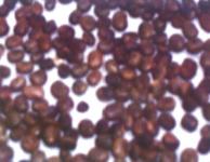 Centrosema Pubescens (CP) Cover Crop Seeds