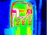 Thermograph Infrared