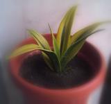 Sansevieria Goldflame (SOLD OUT)