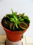 Carnivorous plant 'Venus flytrap'