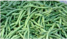 Exporter of Frozen Green Beans