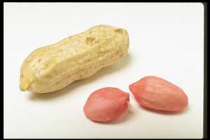 Exporter of Peanuts