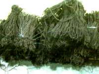 TALI IJUK - ijuk aren eksrort ( black sugar-palm fibre,  sugar palm ( Arenga Pinnata) fiber or ijuk fiber
