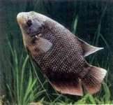 Ikan Gurame Basah ( segar dan hidup)