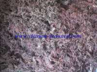 Dried Eucheuma cottonii seaweed