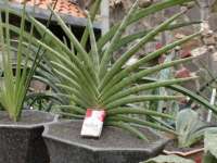 Sansevieria Blue Clone T