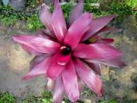 Bromelia Purple star