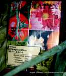 Pupuk ( 60 Pack) Gramafix&Acirc;&reg; Sayuran Daun ( Leafy Vegetable Fertilizer)