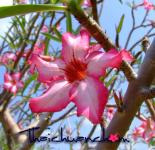 Adenium Somalense 1, 000 Seeds from Thailand (Very Cheap):