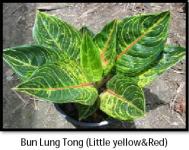 Bun Lung Tong ( Little Yellow)