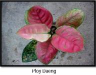Ploy Daeng