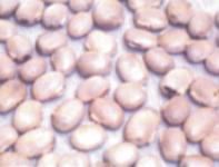 Mucuna Cochinchinesis (MC) Cover crop seeds