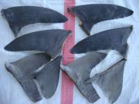 Dried Black Shark / Sirip hiu hitam