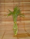 Suji/ Bambu Hoki (Lucky Bamboo) LAMPION 20