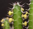 Euphorbia hirta Extract (huping@nutra-max.com)