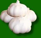 Garlic Extract Powder -Allicin