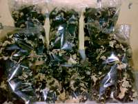 Jamur Kuping kering ( Auricularia Polytrica)