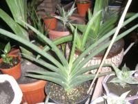 Sansevieria Suffruticosa var. suffruticosa "SOLD OUT"