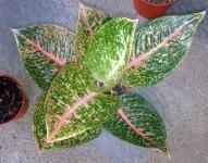 Aglaonema - Shinta