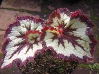 Begonia Srikit