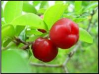 Acerola Cherry Extract / Natural Vc