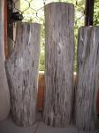 Kayu Fosil / Petrified Wood