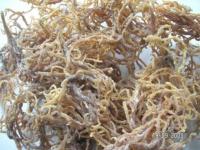 Selling dry seaweed (Euchema Cottonii)