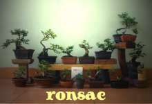 bonsai mame