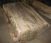 petrified wood table top