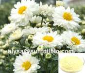 Chrysanthemum Extract Flavonoids,  Amino acids & Vitamins