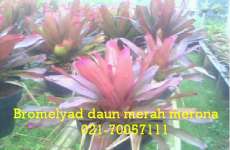 bromelyad merah merona