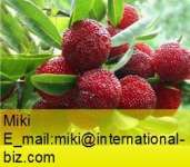 Bayberry Bark Extract